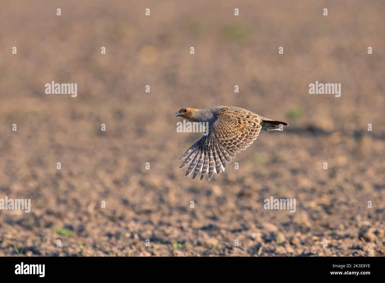 Perdiz gris / perdiz inglesa / hun (Perdix perdix) macho volando sobre el campo en primavera Foto de stock