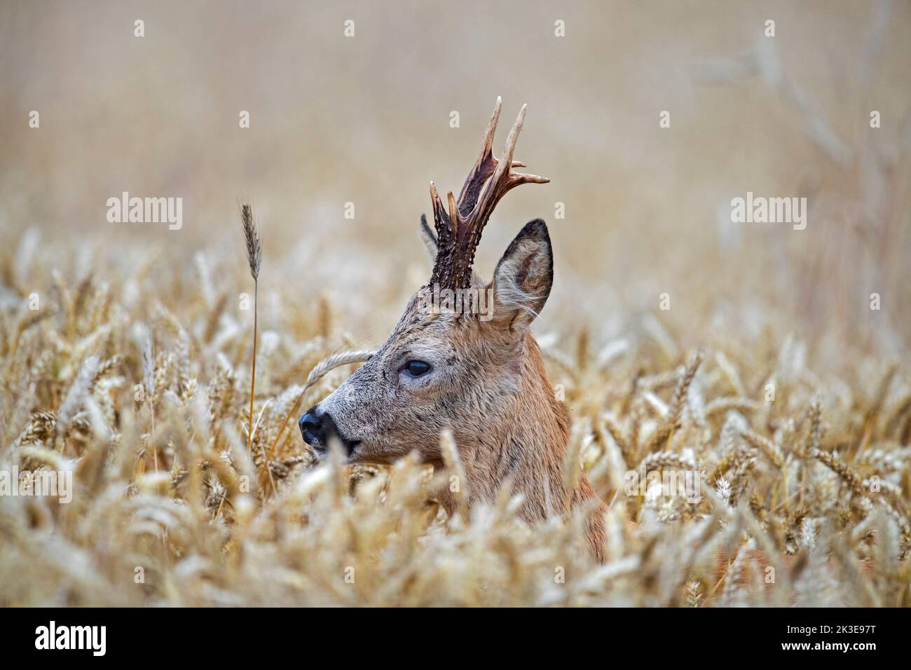 Ciervo europeo (Capreolus capreolus) forrajeo de ciervo en el campo de cereales / campo de maíz / campo de trigo en verano Foto de stock