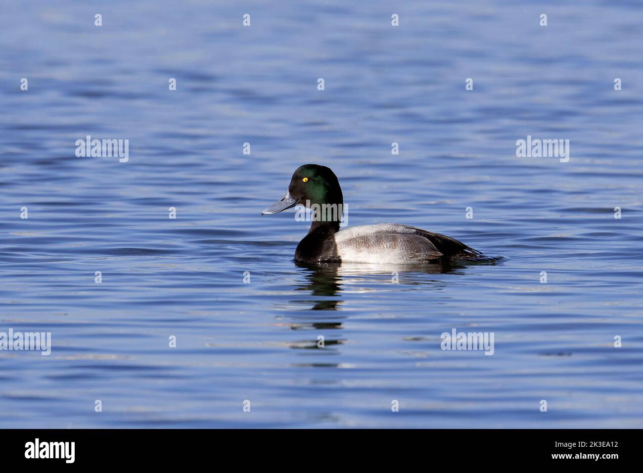 Mayor saup (Aythya marila / Anas marila) macho / drake nadando en el lago en invierno Foto de stock