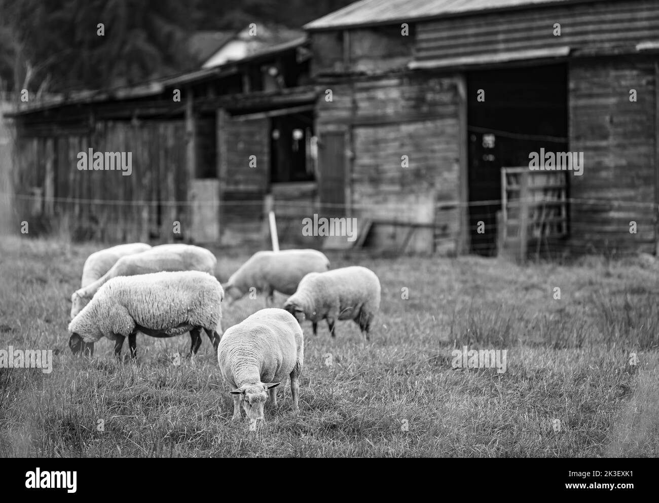 Ovejas en la granja local. Un grupo de ovejas en una pastura. Un pequeño rebaño de ovejas en un prado de verano Foto de stock