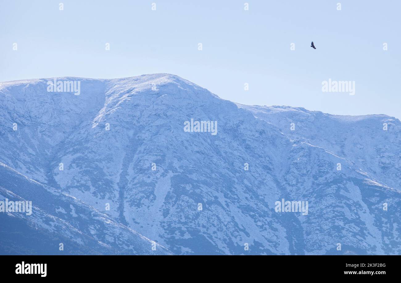 Un buitre volando sobre los picos nevados de la Sierra de Gredos. La Garganta, Valle de Ambroz, Extremadura, Cáceres, España Foto de stock