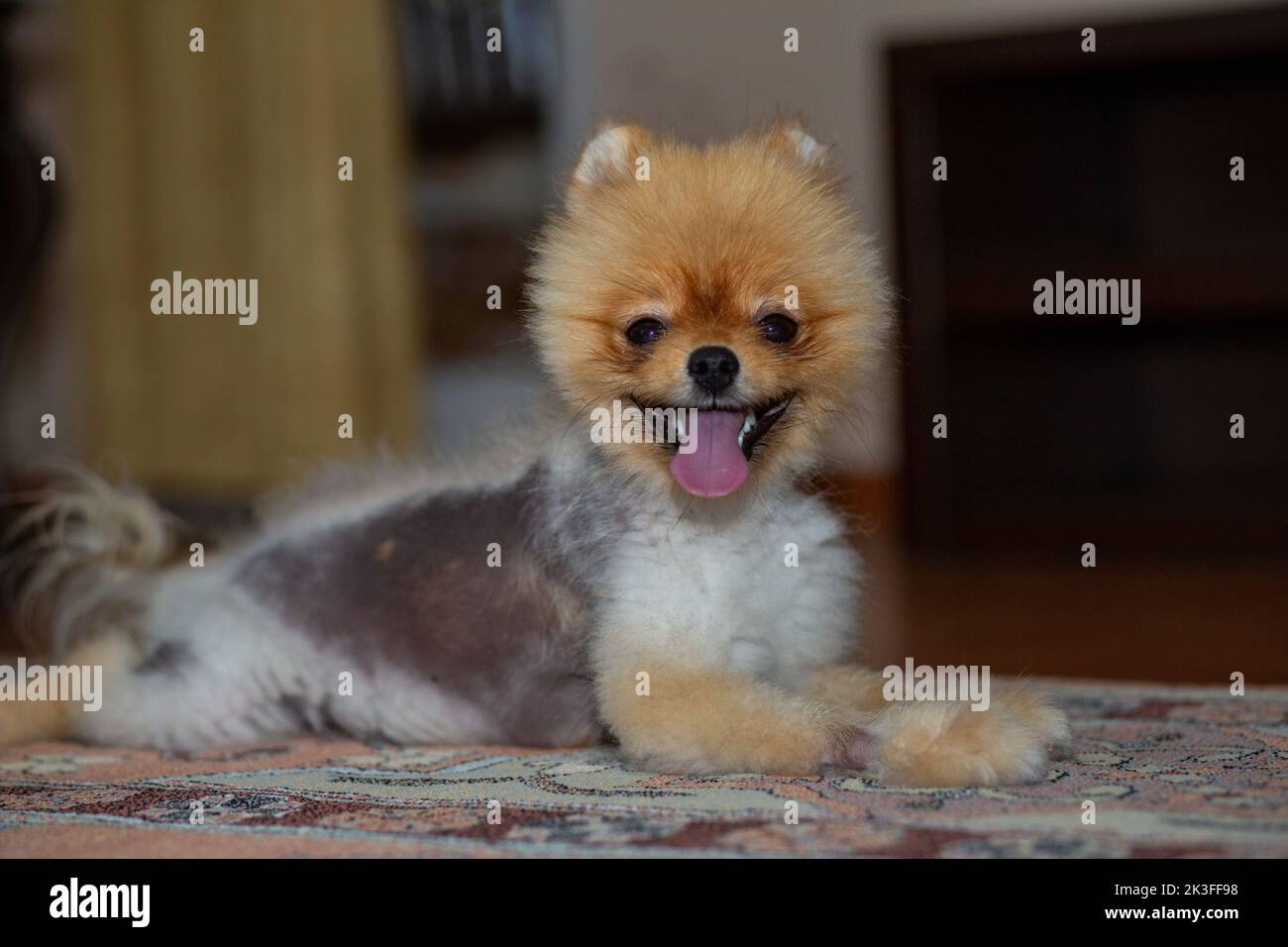 Alemán spitz pomeranian perro sentado. Perro de piel negra con pérdida de cabello. Foto de stock