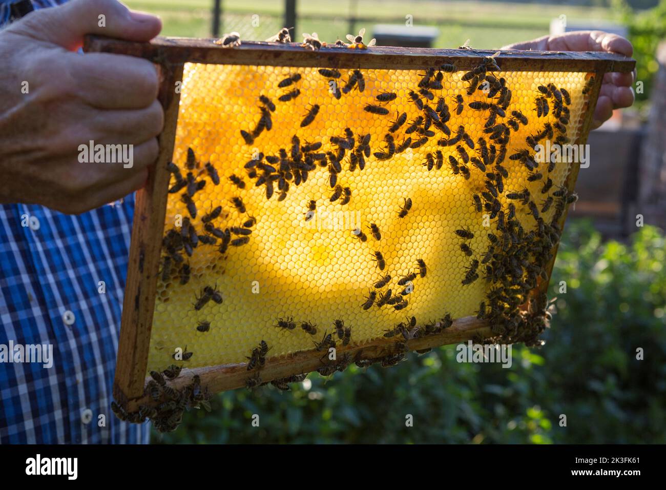 Manos sosteniendo un panal de abeja con las abejas en la luz de fondo agradable de la noche Foto de stock