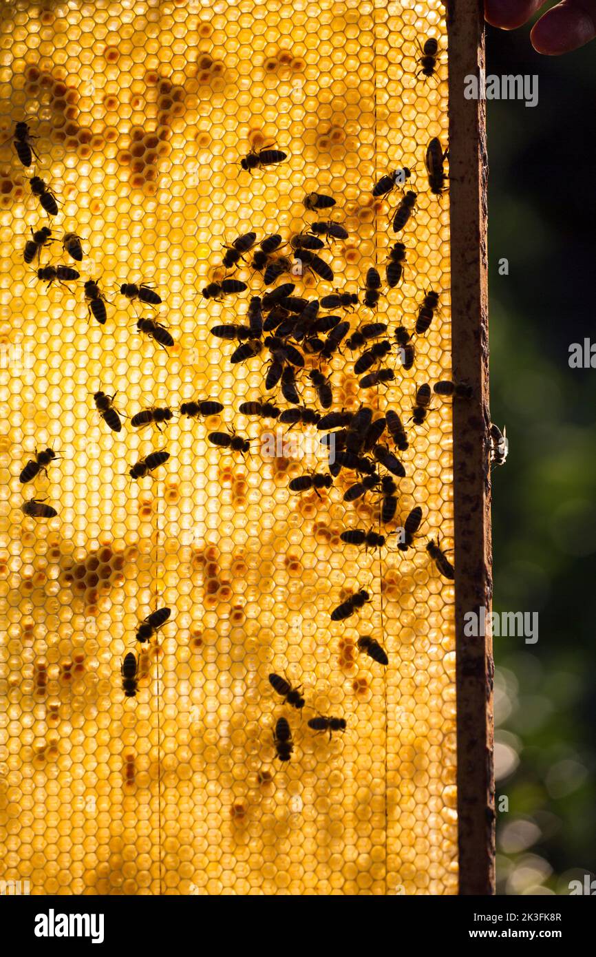 Panal de abeja con abejas y agradable luz de fondo por la noche Foto de stock