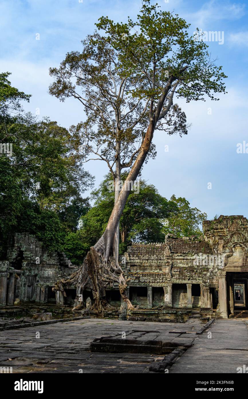 Camboya. Siem Riep. El parque arqueológico de Angkor. Raíz de árbol de banyan partes de crecimiento excesivo del antiguo Preah Khan templo hindú del siglo 12th Foto de stock