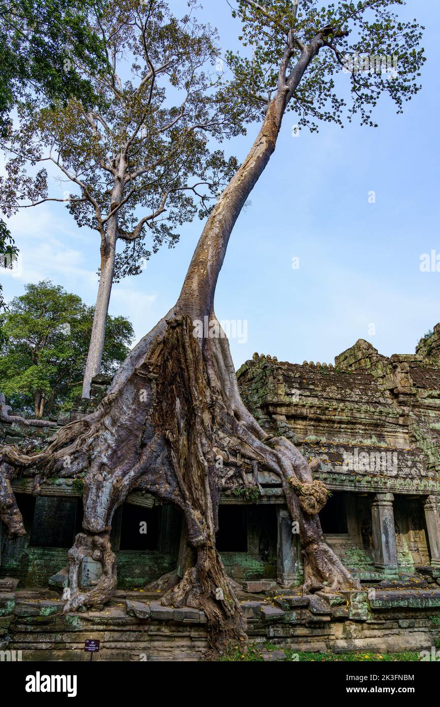 Camboya. Siem Riep. El parque arqueológico de Angkor. Raíz de árbol de banyan partes de crecimiento excesivo del antiguo Preah Khan templo hindú del siglo 12th Foto de stock