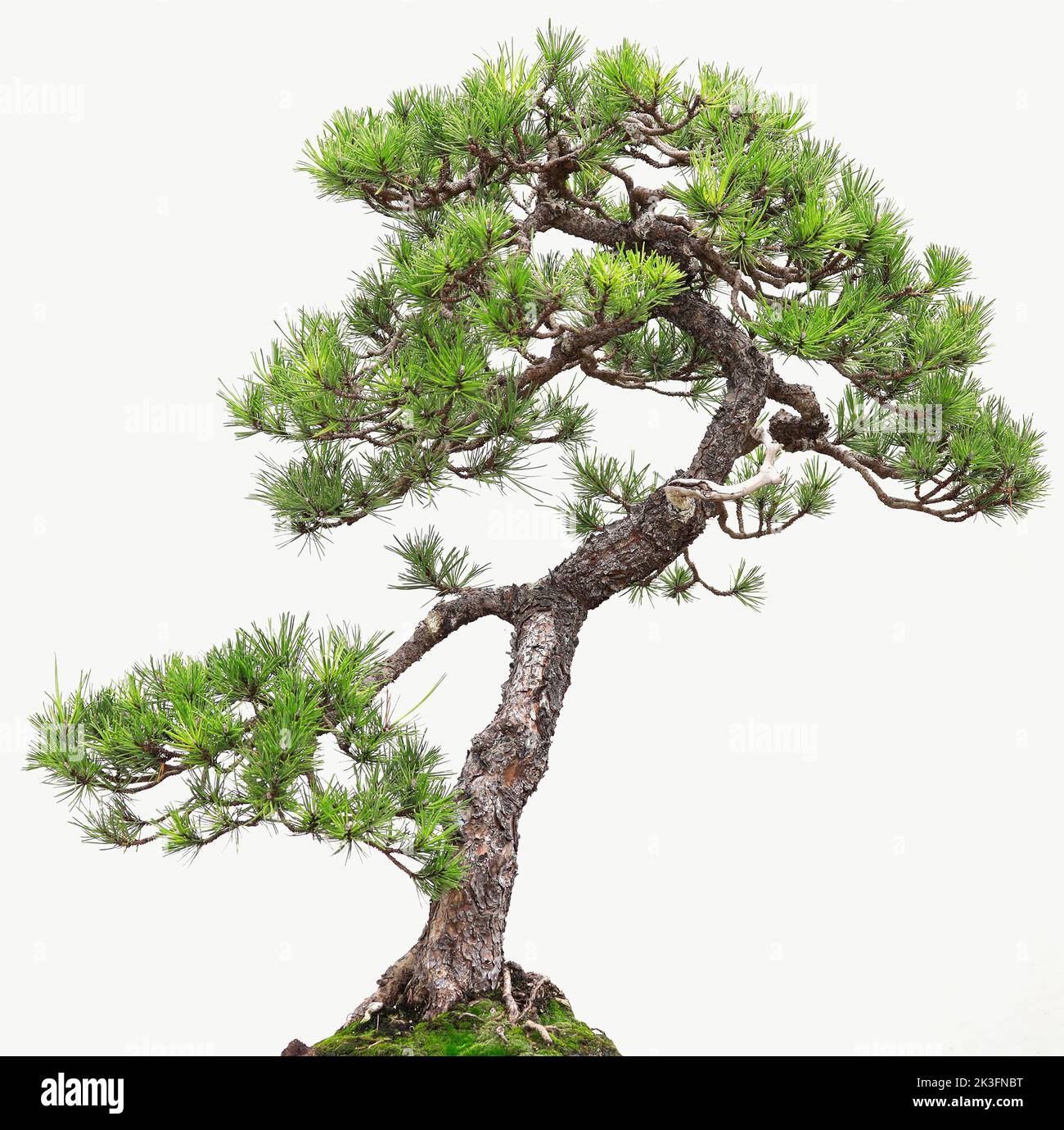 Árbol de bonsai sobre fondo blanco, para decoración de hogar y oficina Foto de stock