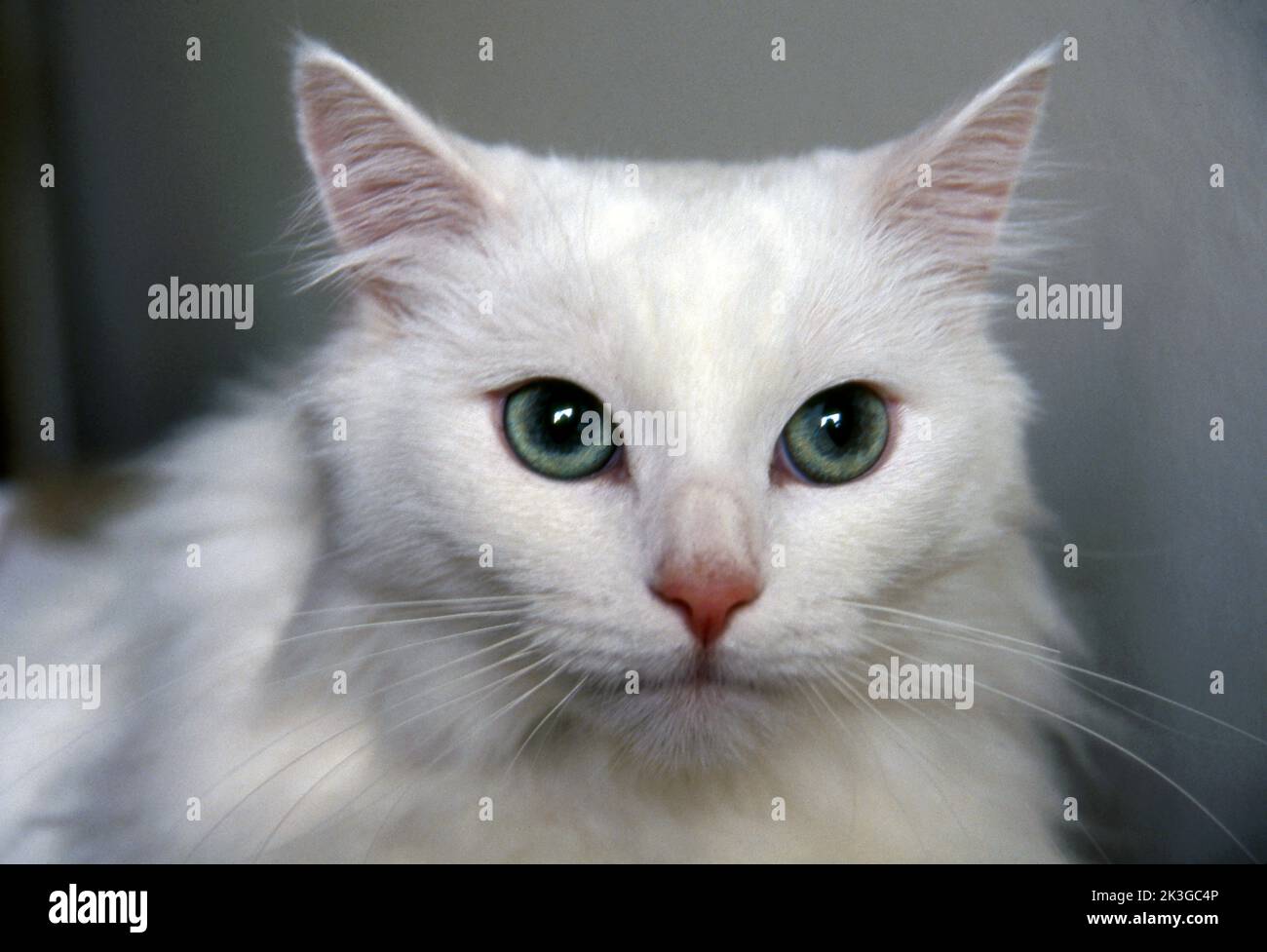 Retrato de un gato blanco de pelo largo con ojos verdes. Foto de stock