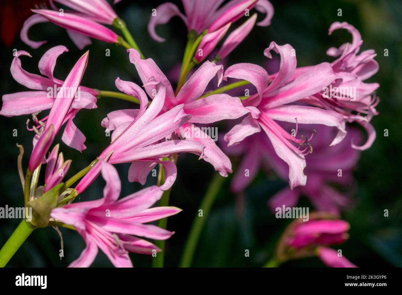 Nerine bowdenii Flor, Guernsey Lily, Rosa Nerine Blooming, Jersey Lily, Cape Flower hermosas flores Foto de stock