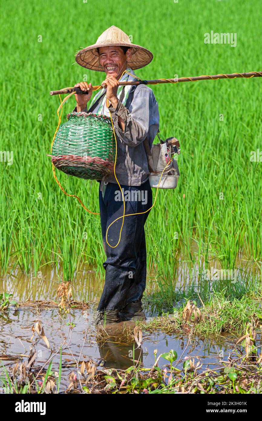 Agricultor vietnamita pescando con sombrero de bambú en campos de arroz, Hai Phong, Vietnam Foto de stock