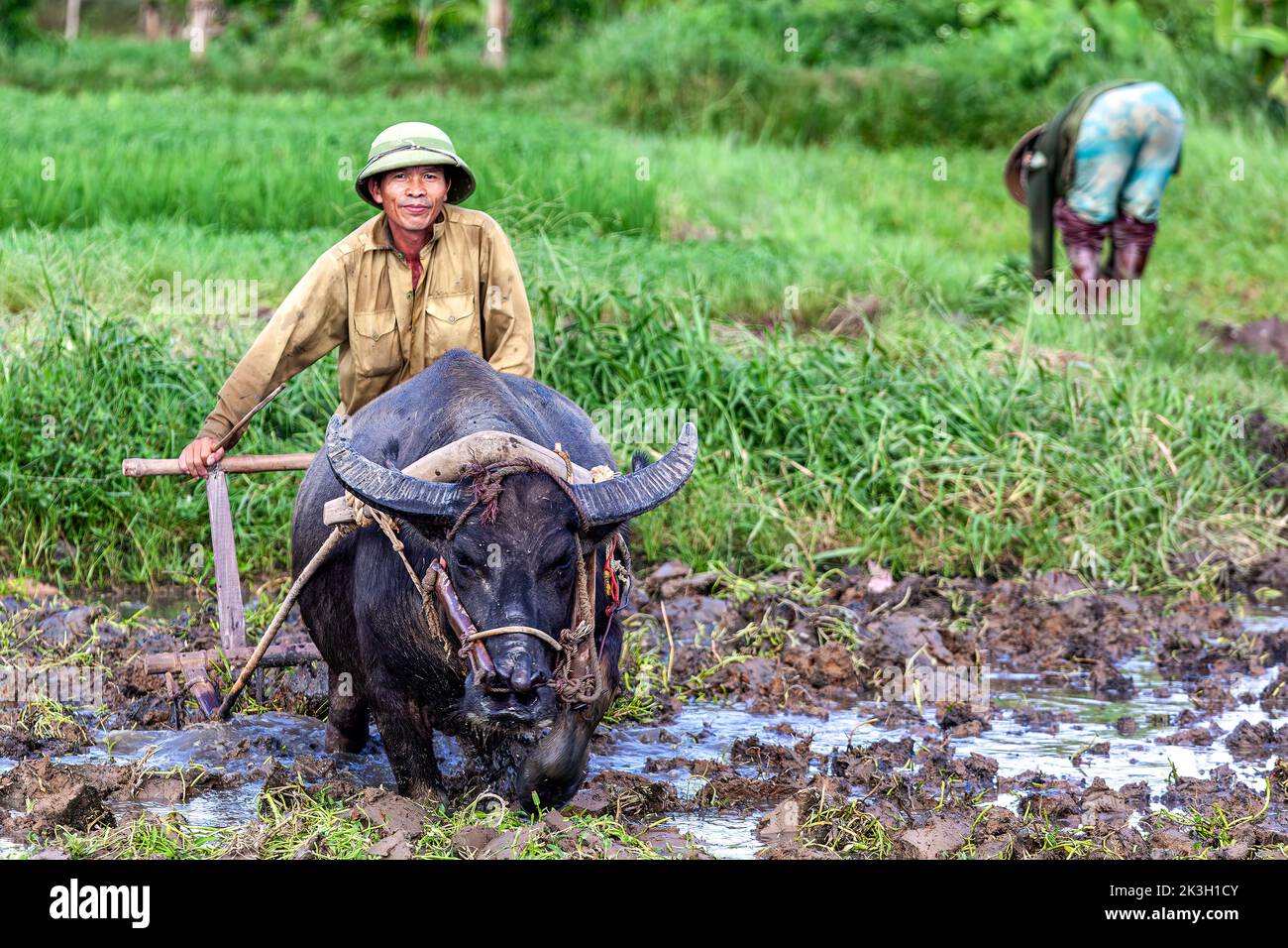 Agricultor con búfalo de agua tirando de arado a través de arroz cáscara, rural Hai Phong, Vietnam Foto de stock