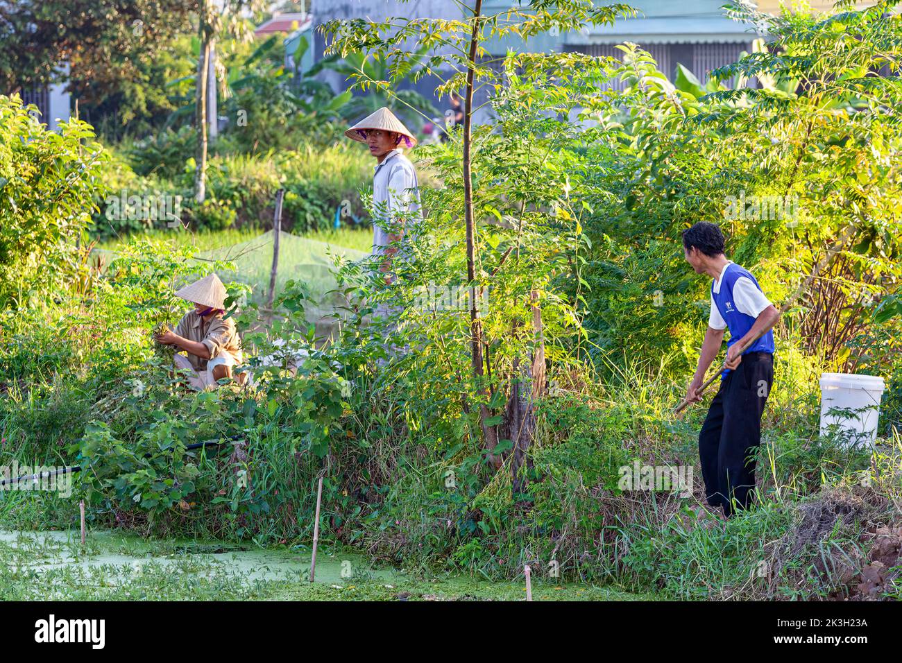 Agricultores vietnamitas recolectando cultivos, Hai Phong rural, Vietnam Foto de stock