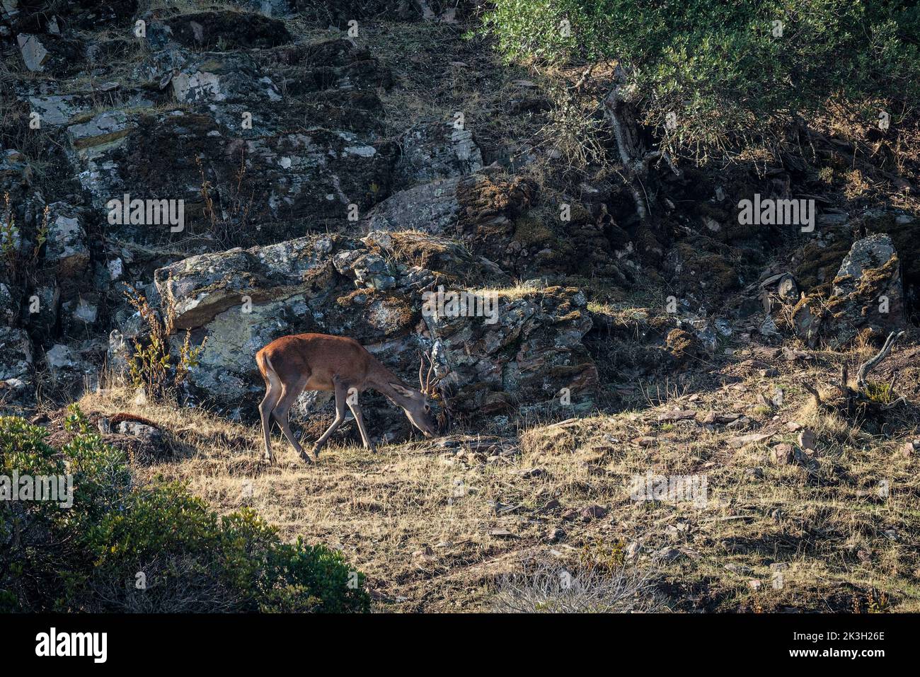 Ciervo pastando en la montaña. Foto de stock