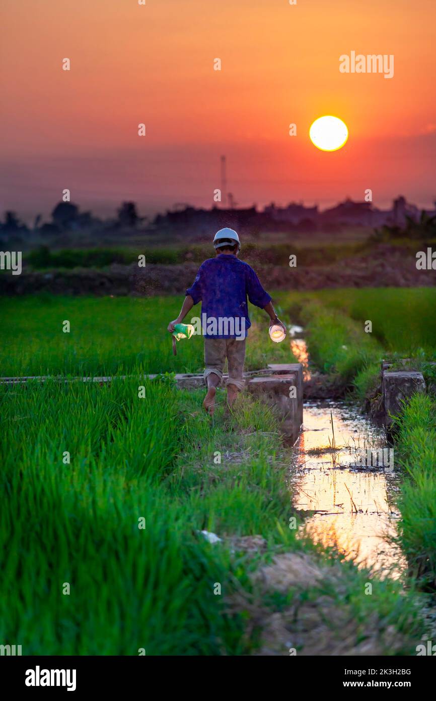 Campesino vietnamita caminando a través de arrozales al atardecer, Hai Phong, Vietnam Foto de stock