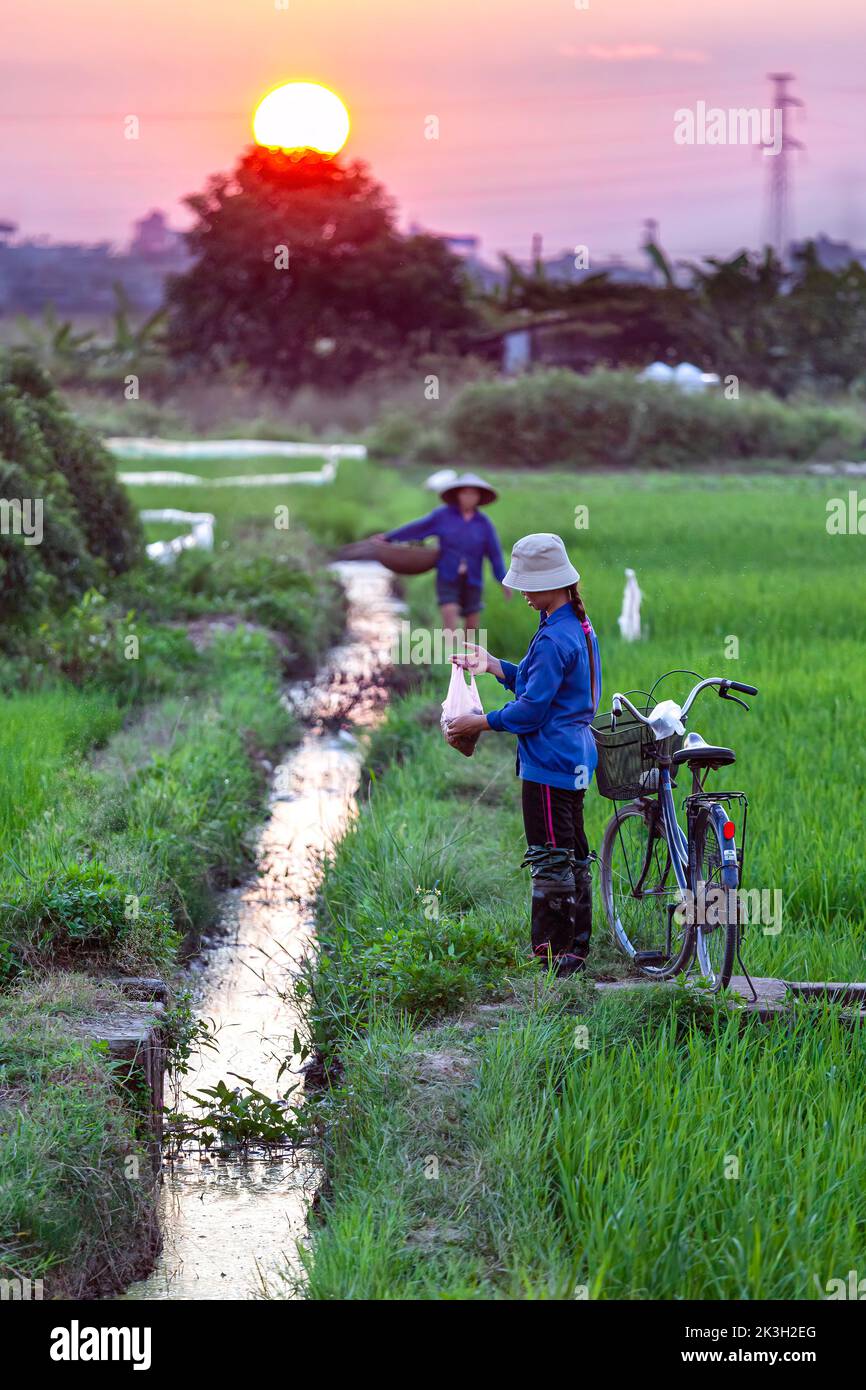 Los trabajadores agrícolas vietnamitas y la bicicleta en arroz cáscara, puesta de sol, Hai Phong, Vietnam Foto de stock