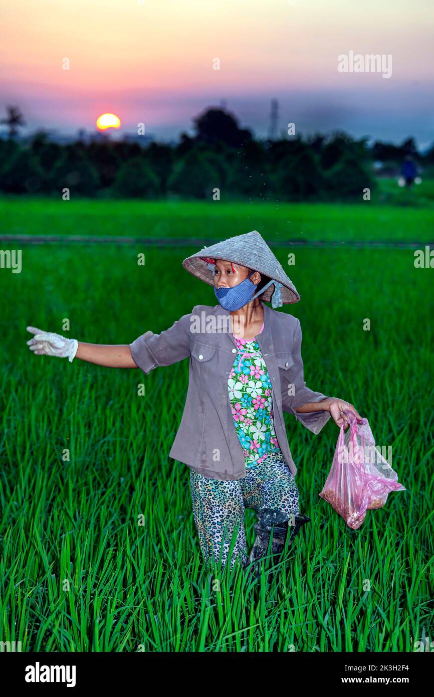 Mujer vietnamita usando sombrero de bambú trabajando en arroz cáscara, Hai Phong, Vietnam Foto de stock
