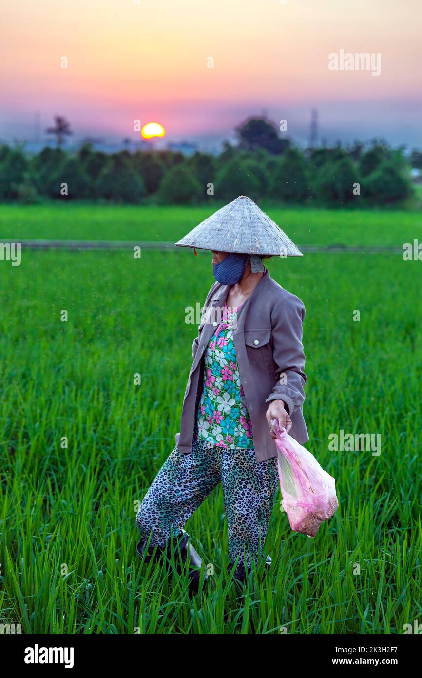 Mujer vietnamita usando sombrero de bambú trabajando en arroz cáscara, Hai Phong, Vietnam Foto de stock