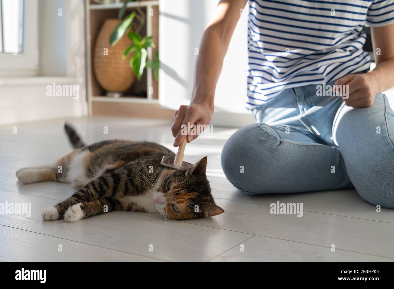 Mujer mano cepillando el pelo de gato en una acogedora habitación en el hogar, gatito mintiendo cerca del propietario, disfruta ronronronroneos Foto de stock