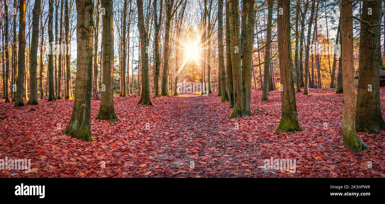 Las hojas caídas del otoño cubren el suelo del bosque como una alfombra roja. Foto de stock