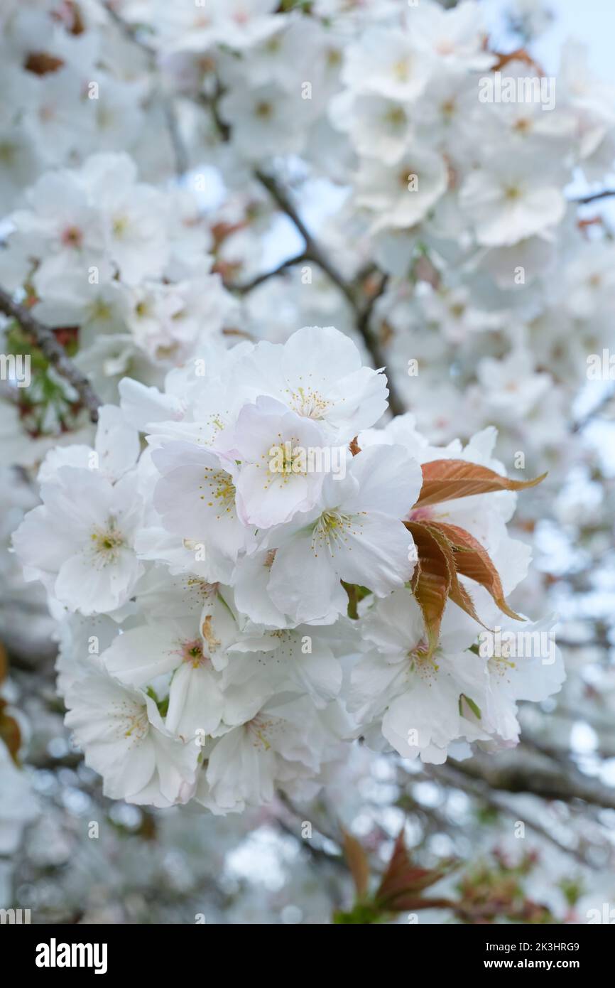 Prunus 'Tai-haku', gran cereza blanca, Prunus serrulata 'Tai Haku'. Blanco puro, flores individuales de hasta 6cm cm Foto de stock