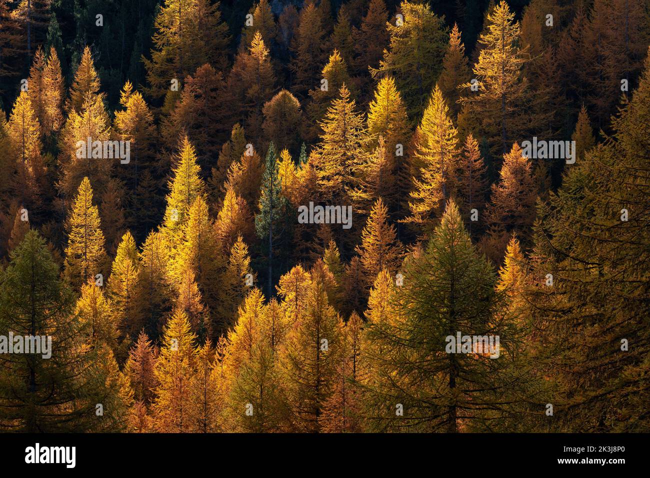 Bosque de alerces en colores otoñales brillantes en el Parque Nacional Ecrins. Otoño en el macizo de Oisans, La Grave, Altos Alpes, Alpes, Francia Foto de stock