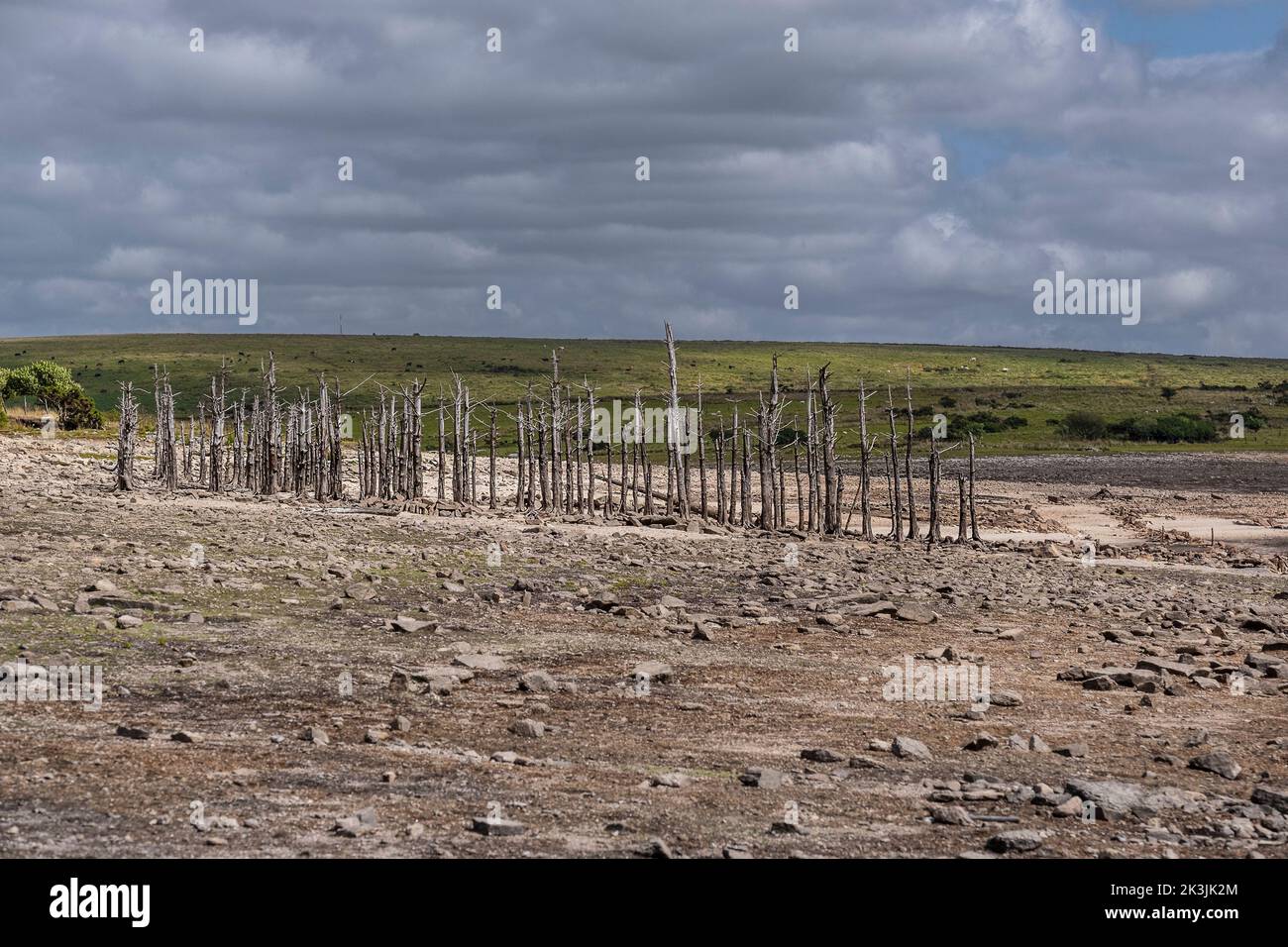Los restos de un grupo de árboles muertos expuestos a la caída de los niveles de agua causada por una grave sequía en el embalse del Lago Colliford en Bodmin Moor in Foto de stock
