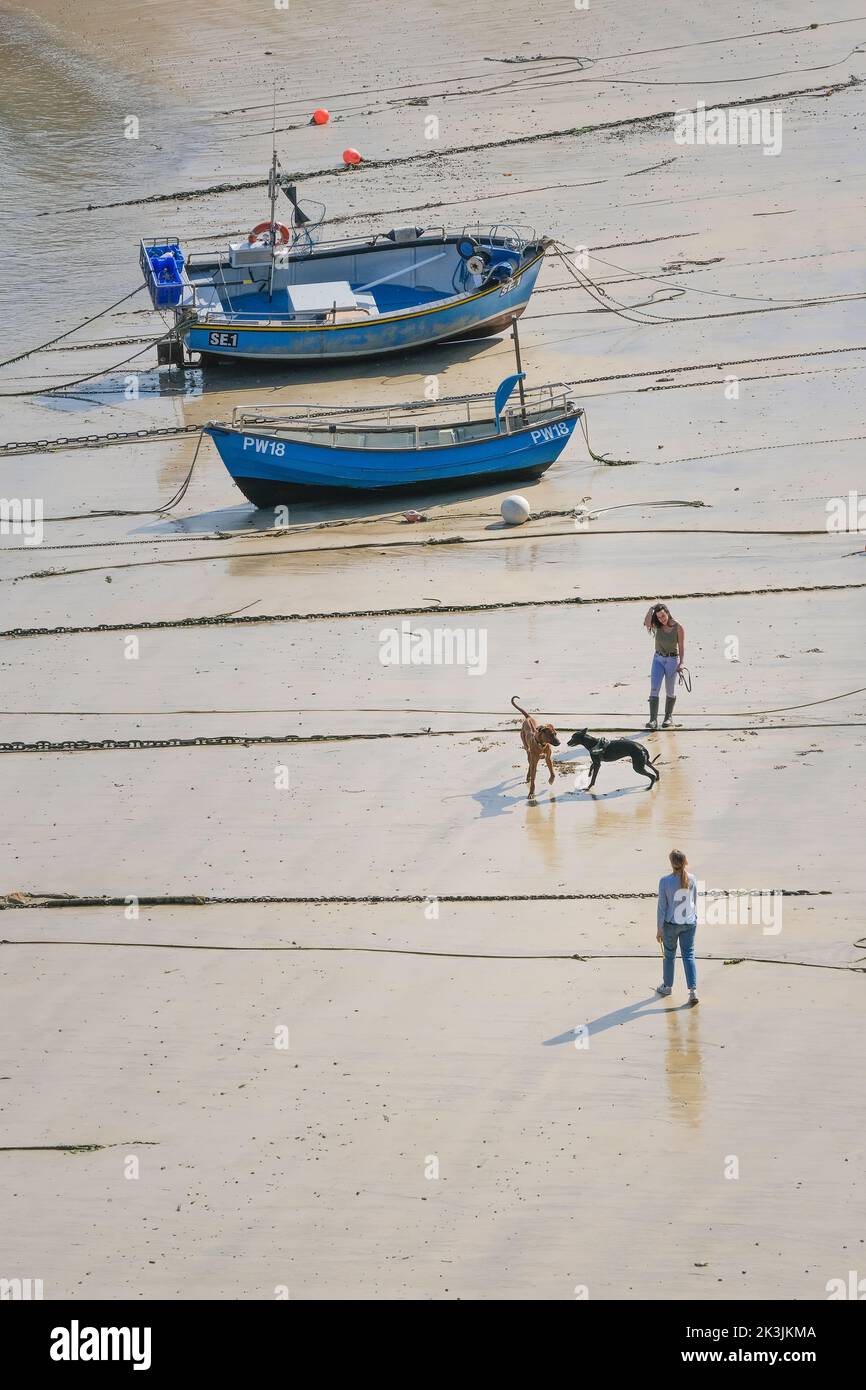 Perros jugando en la playa alrededor de los barcos varados en el puerto de Newquay en Cornwall en Inglaterra en el Reino Unido. Foto de stock