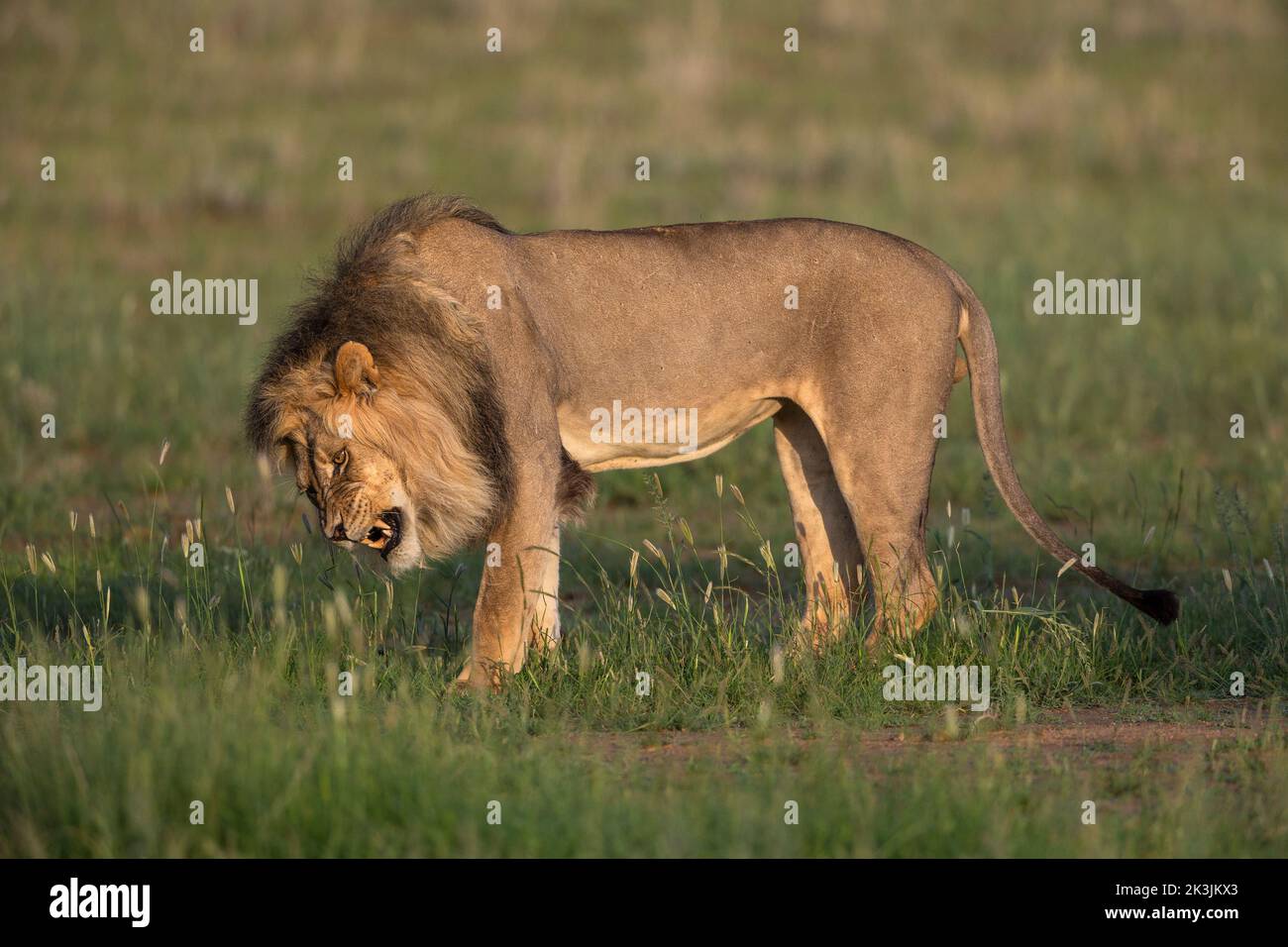 León (Panthera leo) comiendo pasto para estimular el vómito, parque transfronterizo de Kgalagadi, Cabo Norte, Sudáfrica Foto de stock