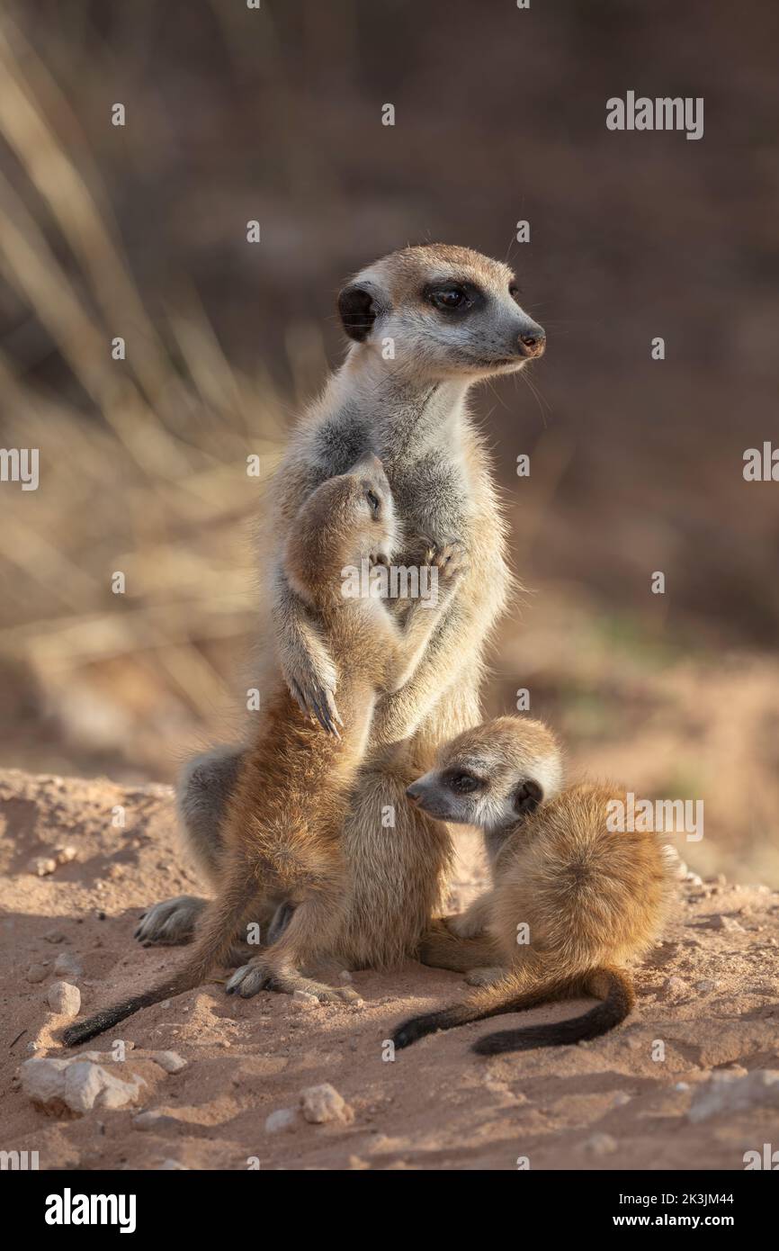 Meerkat con jóvenes (Suricata suricatta), Parque Transfronterizo Kgalagadi, Cabo Norte, Sudáfrica, enero de 2022 Foto de stock