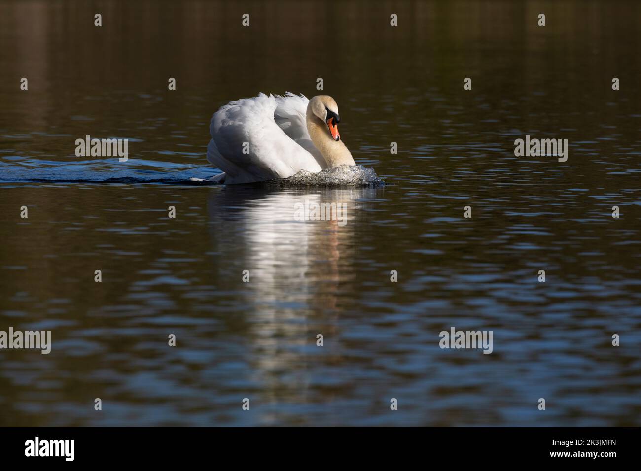 Mute Swan (Cygnus olor), Bolam Lake Country Park, Northumberland, Reino Unido Foto de stock