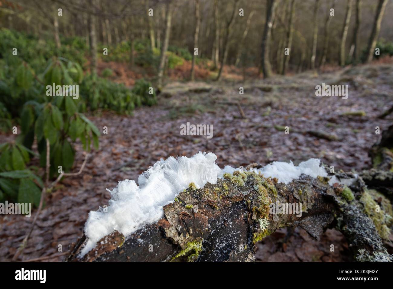 Hielo de pelo formado en madera en descomposición, Sidwood, Northumberland, Reino Unido Foto de stock
