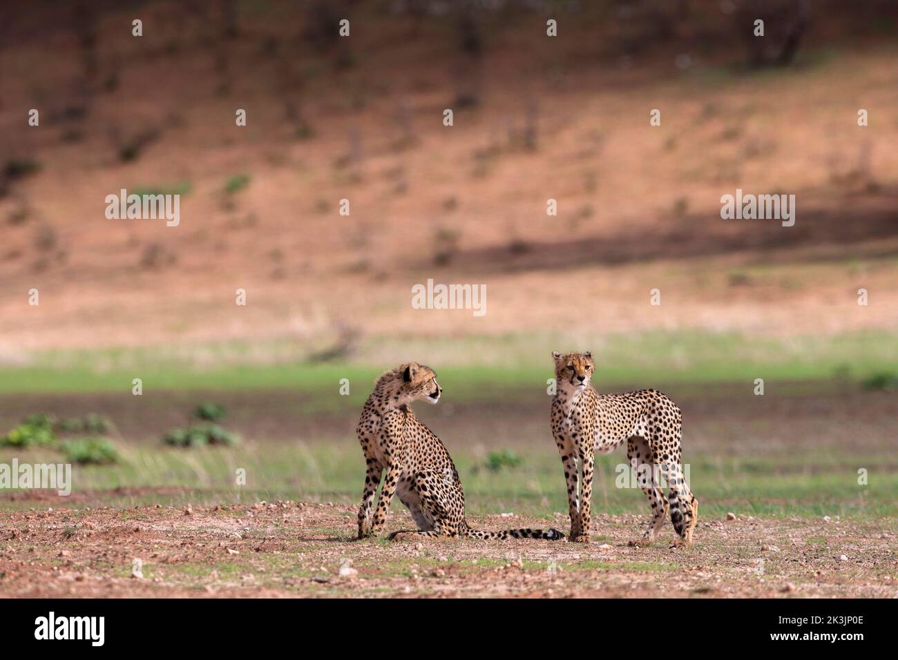 Cheetah joven (Acinonyx jubatus), parque transfronterizo de Kgalagadi, Cabo Norte, Sudáfrica, febrero de 2022 Foto de stock