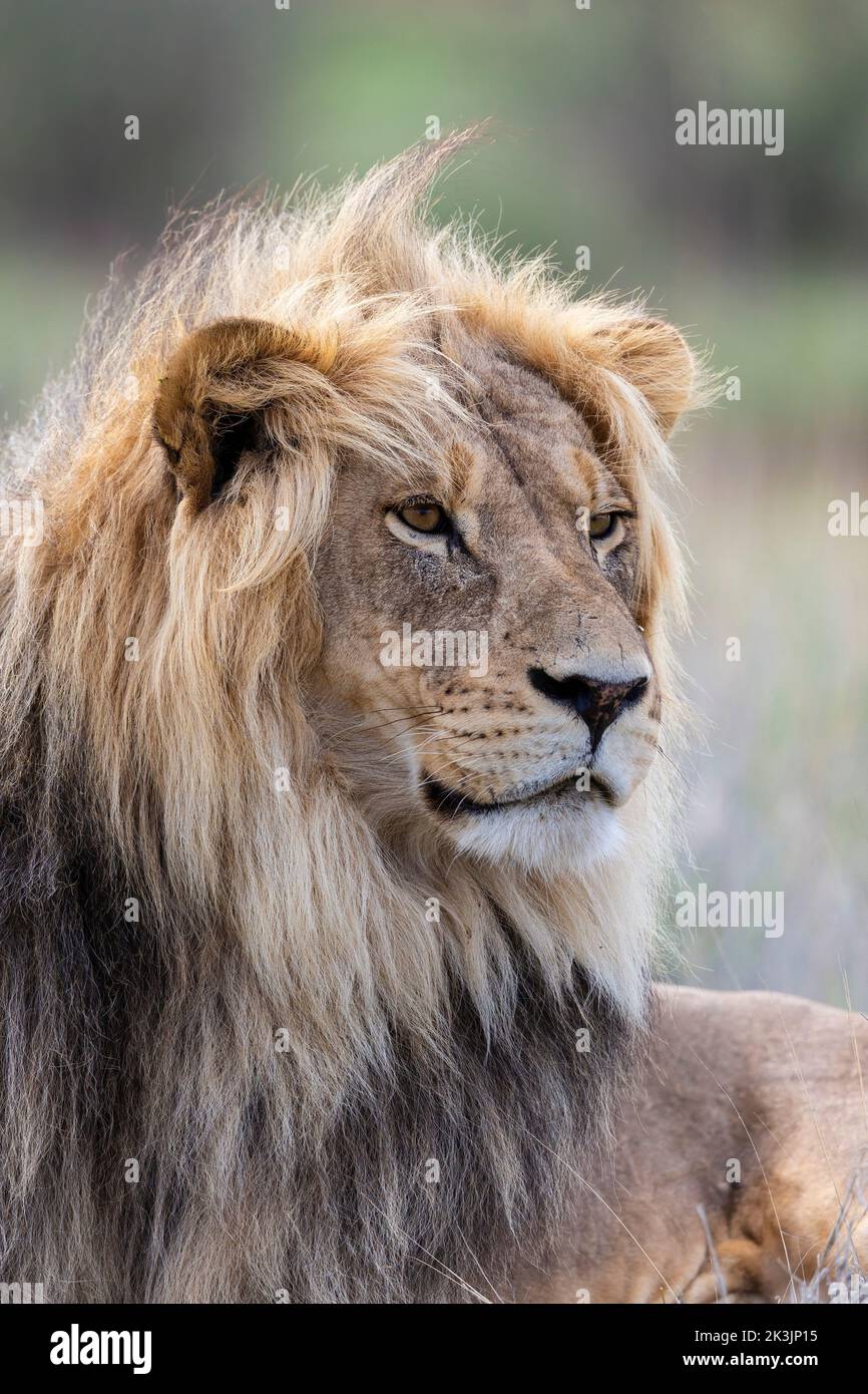 León (Panthera leo), el parque transfronterizo Kgalagadi, Northern Cape, Sudáfrica Foto de stock