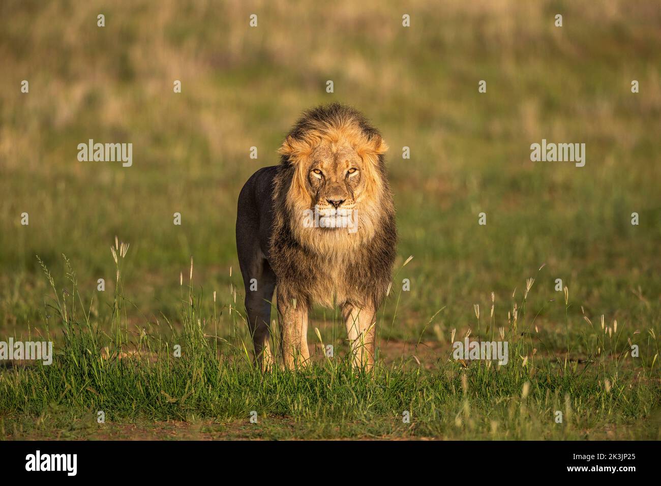 León (Panthera leo), el parque transfronterizo Kgalagadi, Northern Cape, Sudáfrica Foto de stock