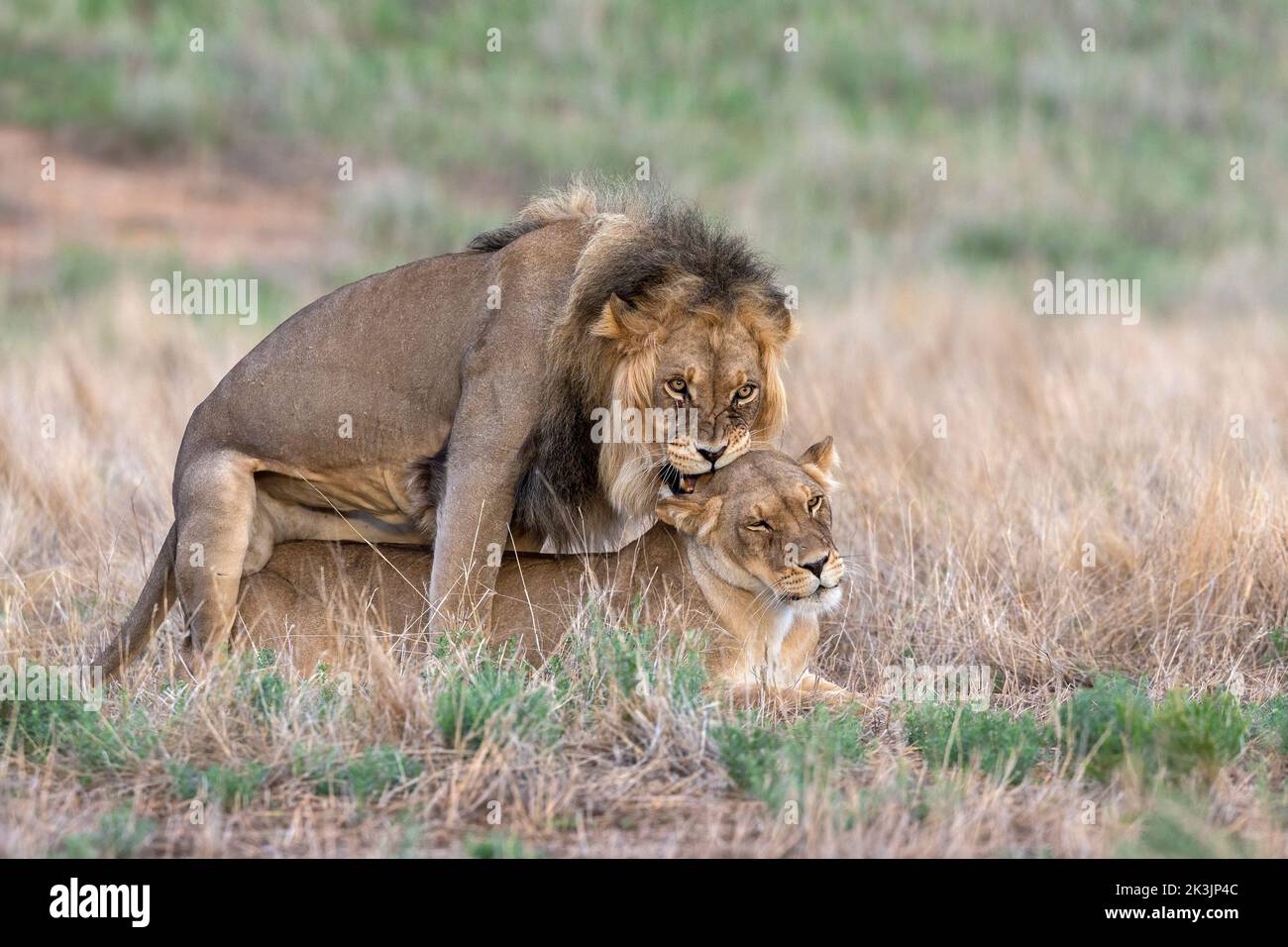 Apareamiento de Leones (Panthera leo), parque transfronterizo de Kgalagadi, Cabo Norte, Sudáfrica Foto de stock