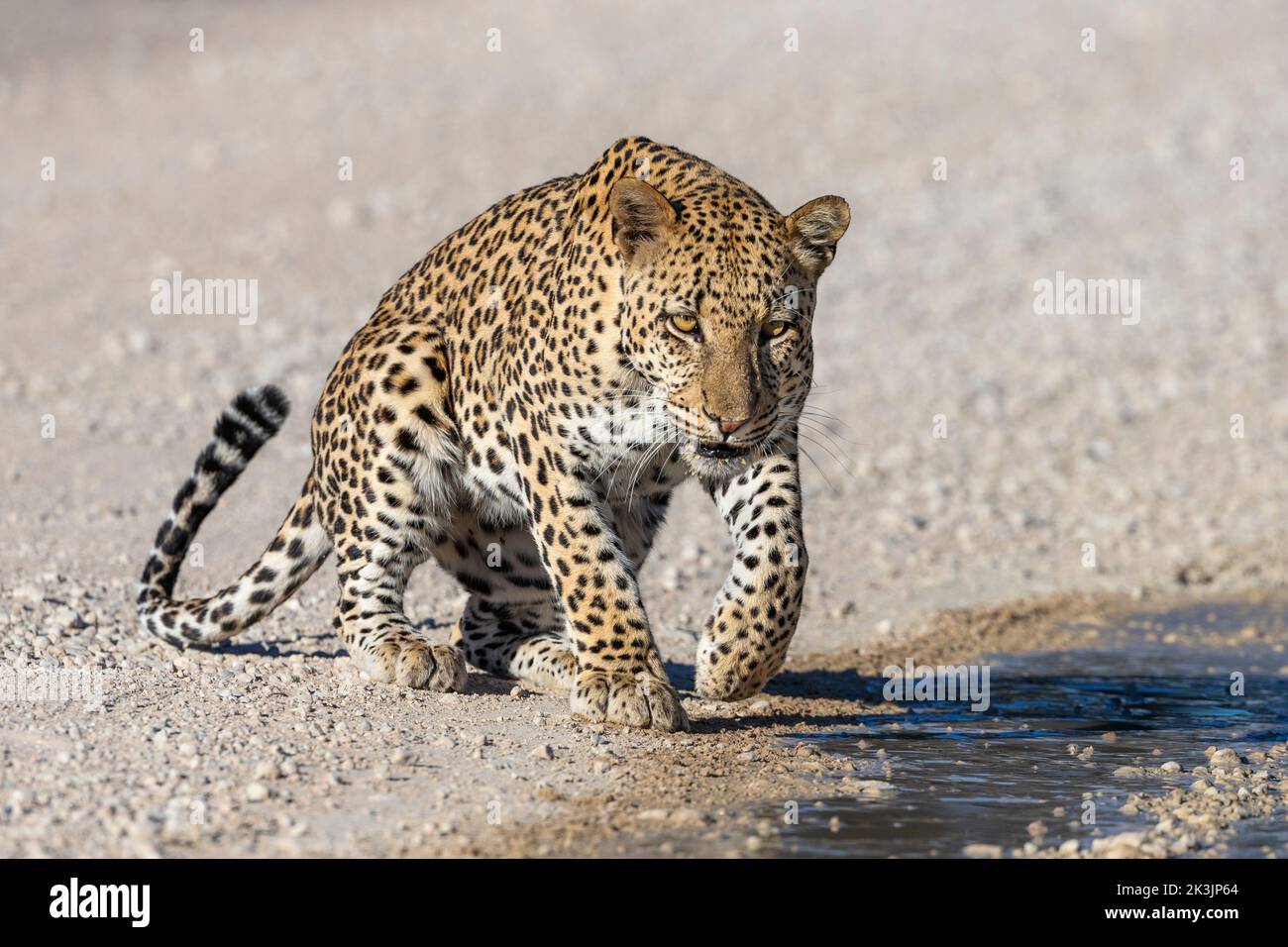 Macho leopardo (Panthera pardus) en charco tras la lluvia, Parque transfronterizo de Kgalagadi, Sudáfrica, enero de 2022 Foto de stock