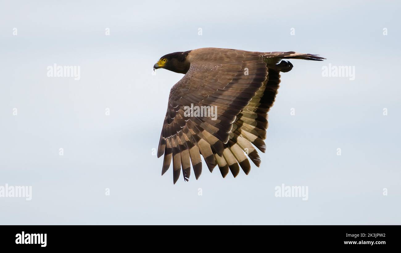 Posición de águila extendida fotografías e imágenes de alta resolución -  Alamy