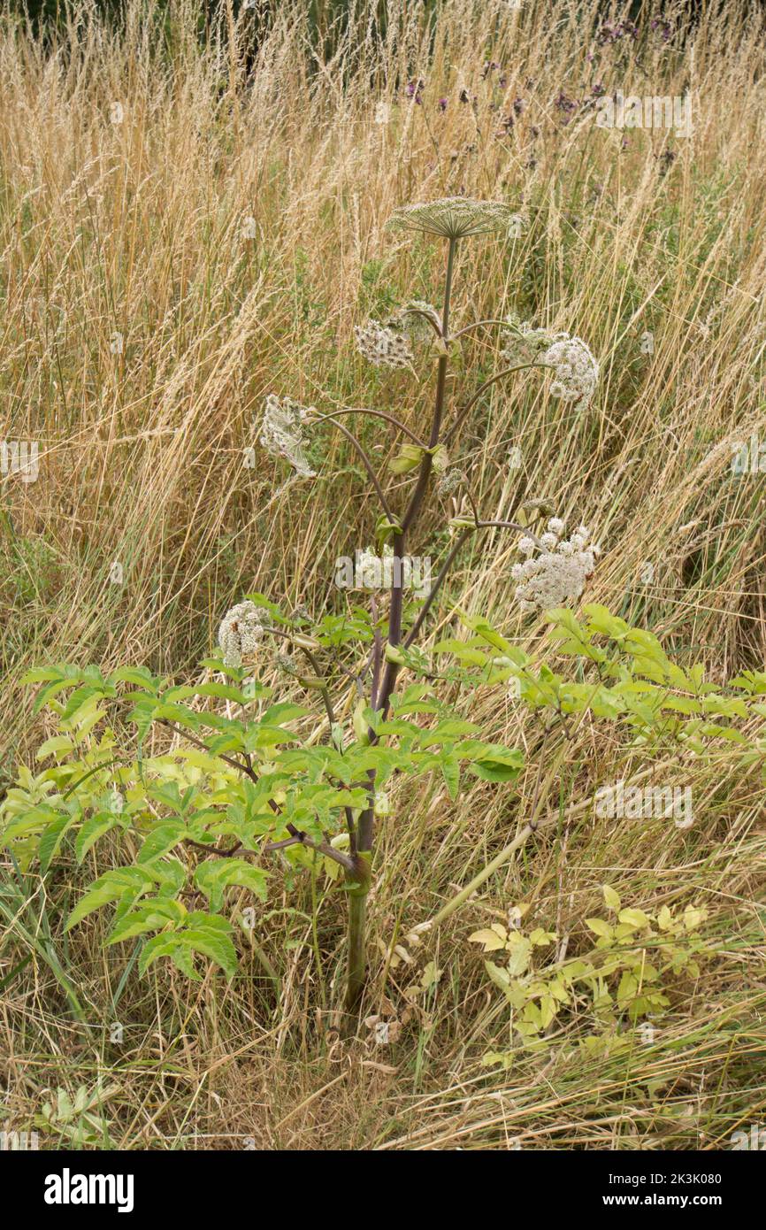 Angélica silvestre, Angélica sylvestris, flores y hojas, hierba silvestre Foto de stock
