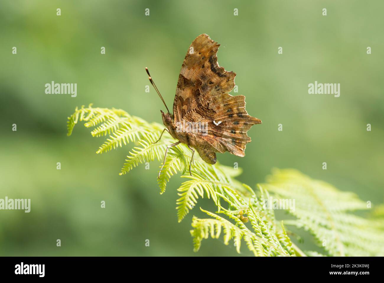 Mariposa coma, Polygonia c-album, alas cerradas en perfil descansando en frond bracken, julio Foto de stock