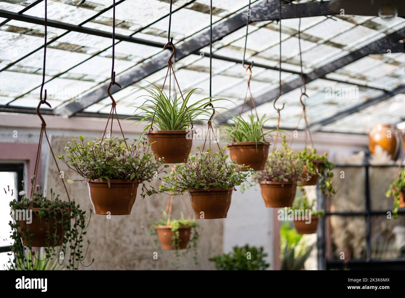 Gran variedad de diferentes plantas colgando sobre el techo de cristal en floristería iluminada por la luz del sol Foto de stock