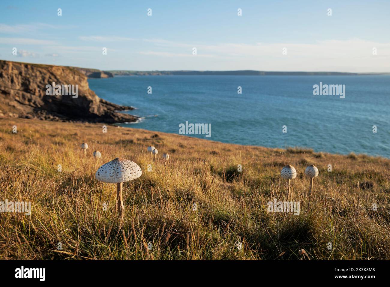 Setas parasol silvestres que crecen cerca del mar en la bahía de St Bride. Foto de stock