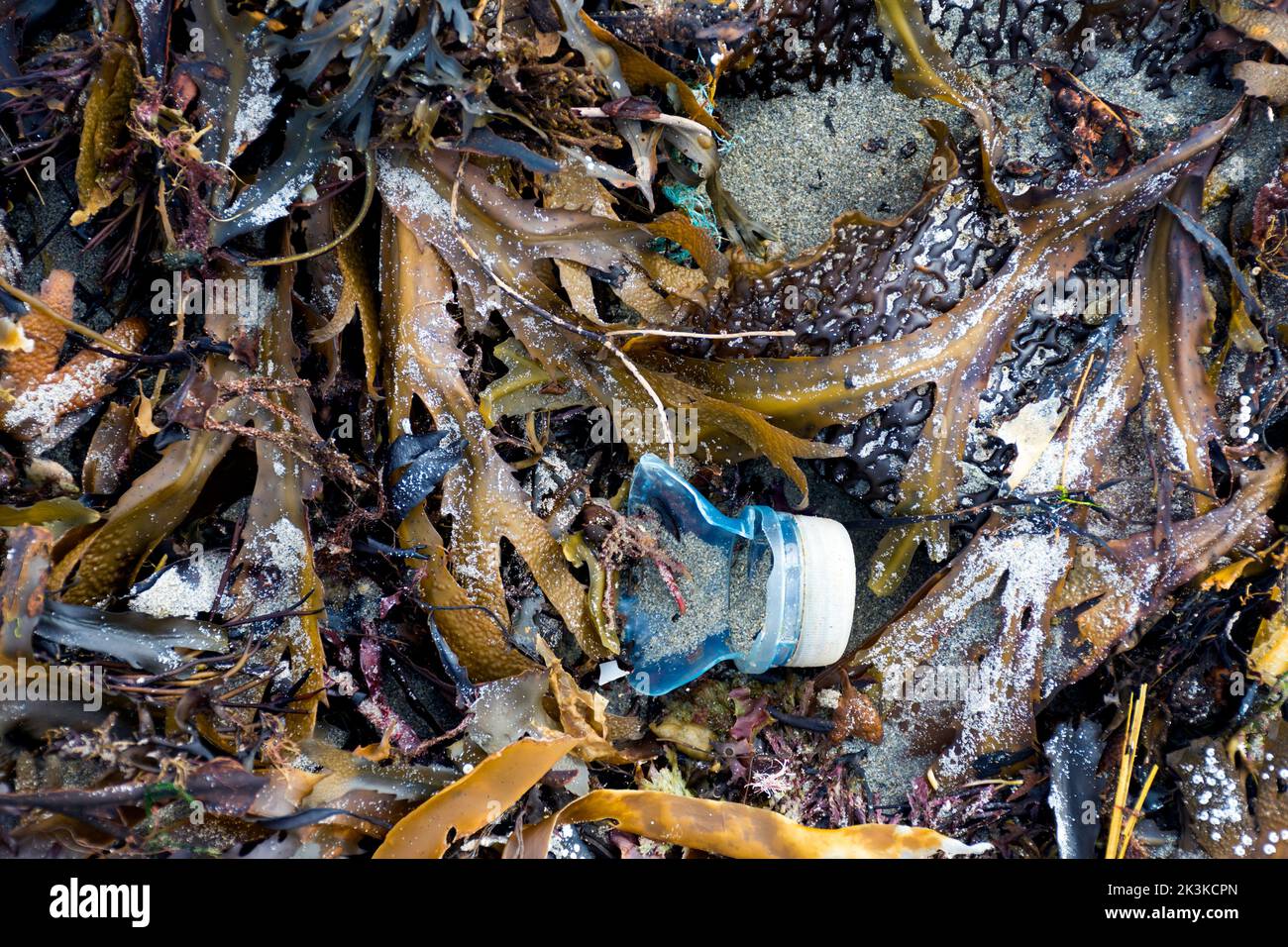 Desechos plásticos ensuciando una playa con algas marinas en la costa de Donregal, Irlanda Foto de stock