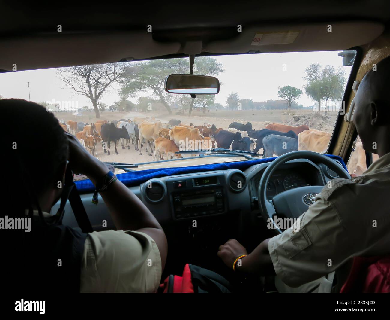 Safari Guía y Conductor esperando el paso de ganado en la carretera Foto de stock
