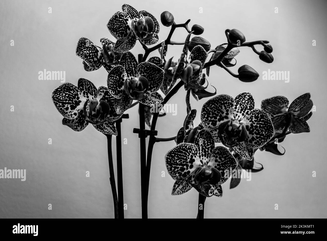 Orquídeas rosadas con manchas blancas fotografiadas en un entorno , la foto se hace en blanco y negro Foto de stock