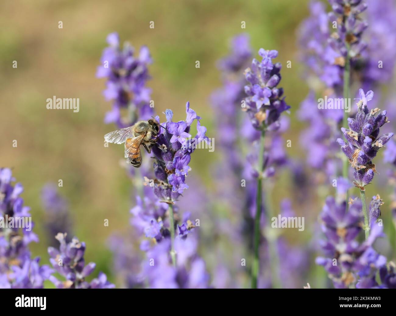 Insectos polinizadores de abejas volando sobre flores de lavanda fragantes en verano Foto de stock