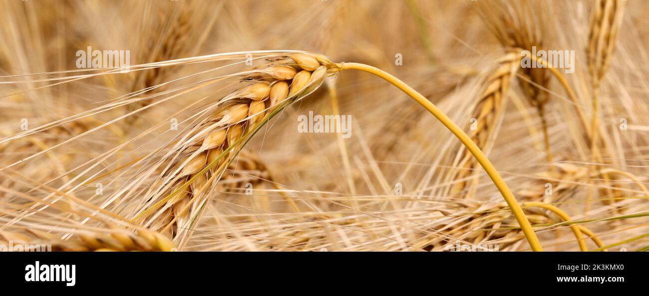 fondo amarillo con mazorcas de trigo doradas maduradas para la cosecha en verano Foto de stock