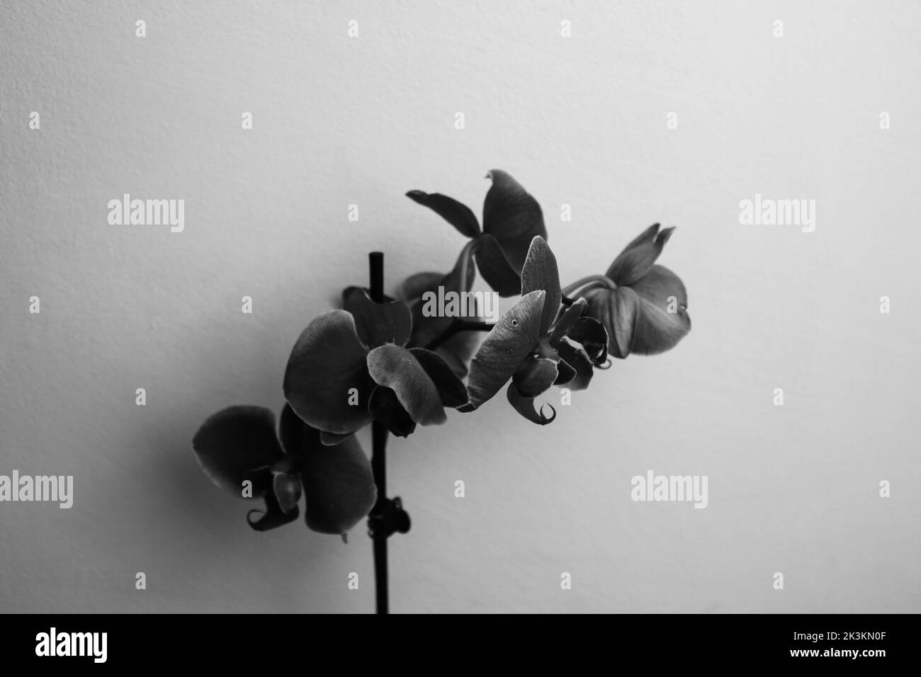 Un hilo de orquídea fotografiado en un entorno, foto hecha en blanco y negro Foto de stock