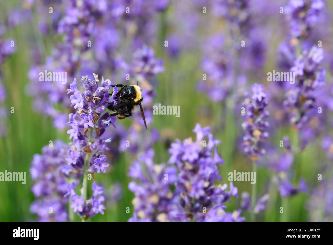 Insecto polinizador Bumblebee chupando de fragantes flores de lavanda Foto de stock