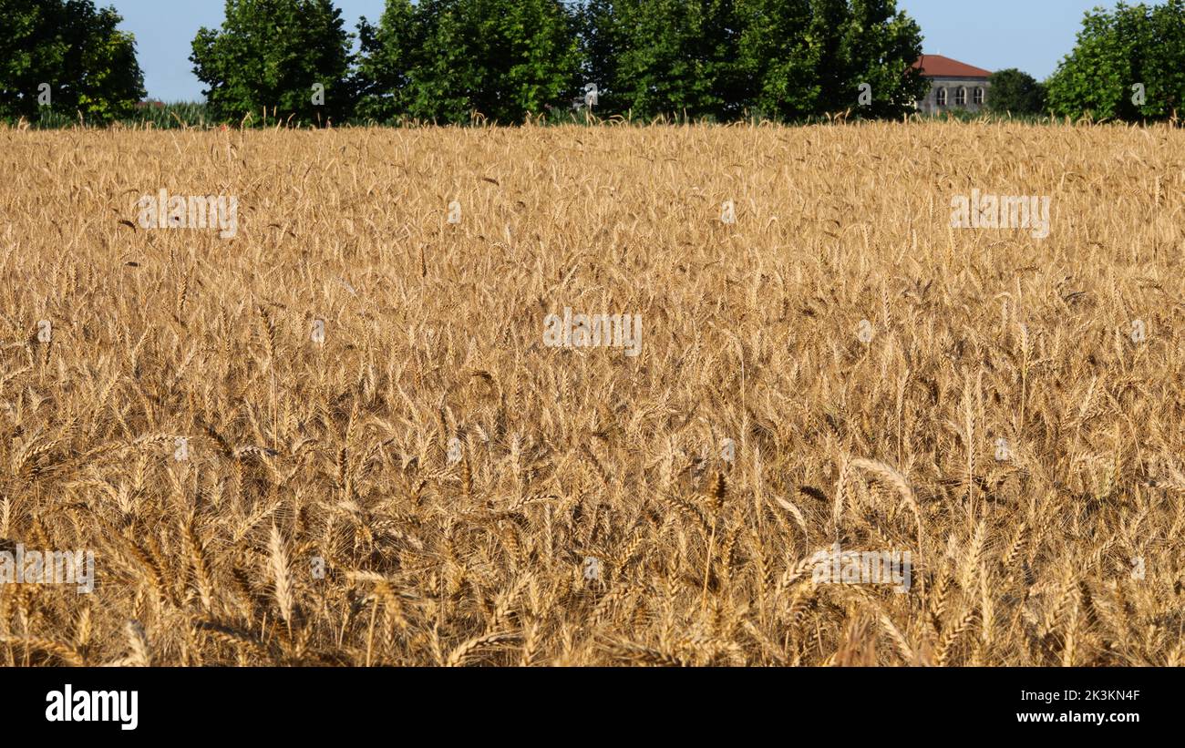 mazorcas de trigo orgánico cultivadas sin el uso de pesticidas químicos casi listas para la cosecha en el verano Foto de stock