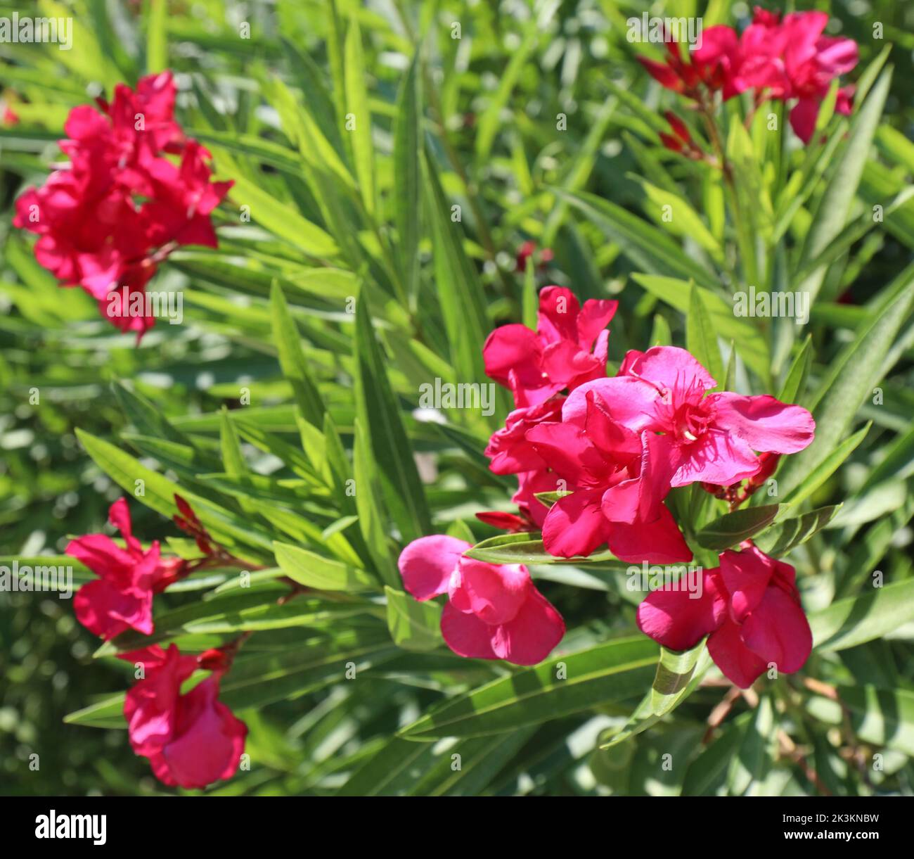 Flores de adelfa La planta de floración típica de la zona mediterránea que florece en verano Foto de stock